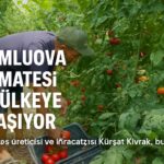 mmai ai kapak kumluova domatesi 23 ulkeye ulasiyor