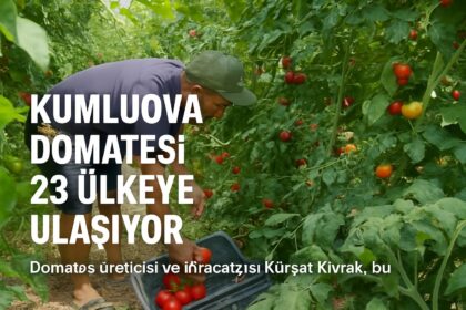 mmai ai kapak kumluova domatesi 23 ulkeye ulasiyor