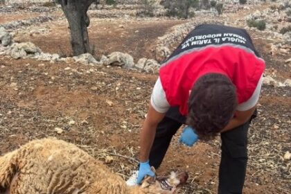 Seydikemer'de Vahşi Hayvan Saldırısı: 8 Küçükbaş Hayvan Telef Oldu
