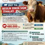 Fethiye'de 2027 Yılı Besilik Erkek Sığır İthalatı Başvuruları Başladı